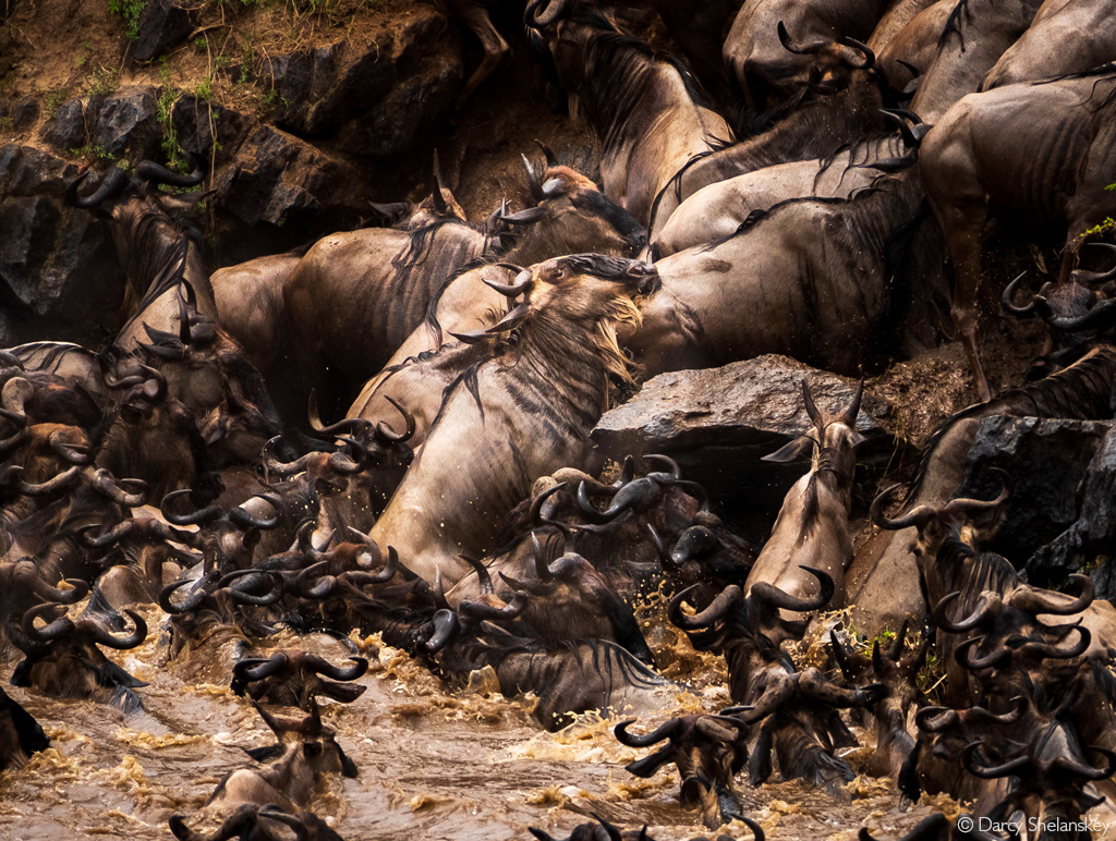 wildebeest