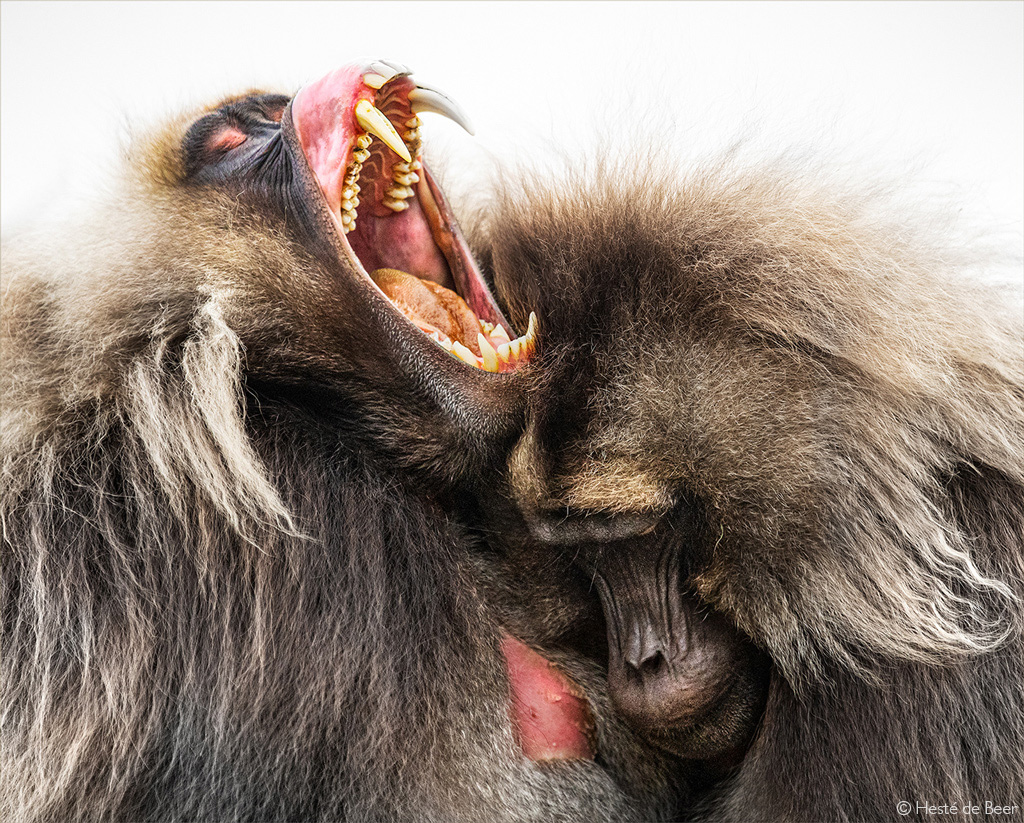 gelada baboon teeth