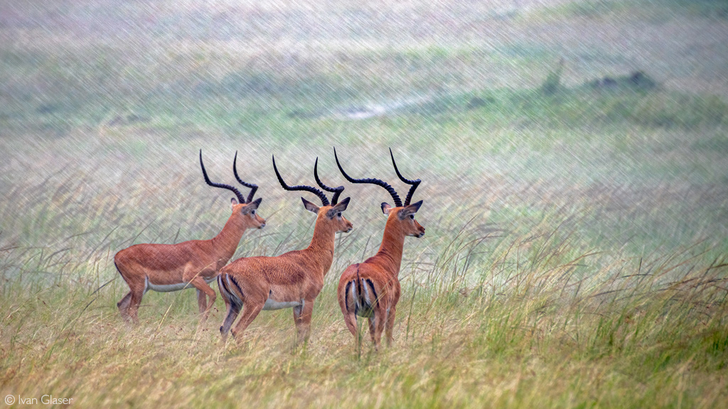 rams in the rain