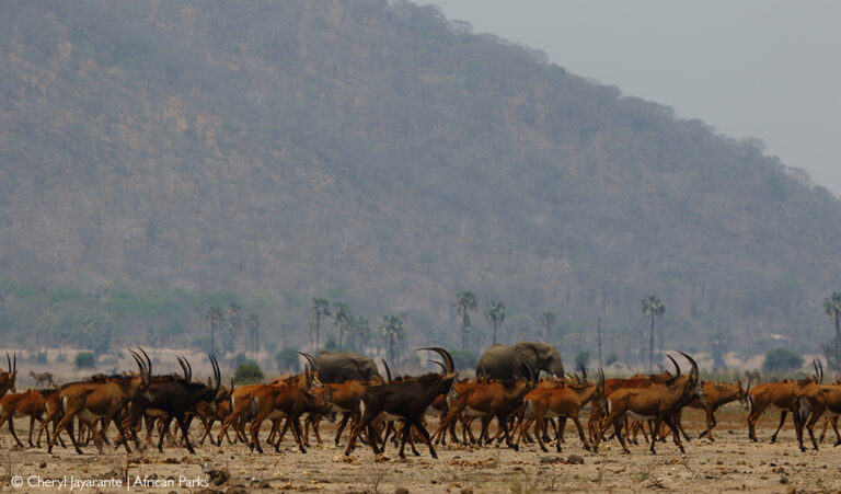 Liwonde National Park - Africa Geographic