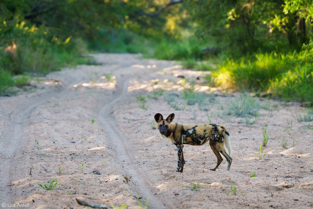 first leopard safari