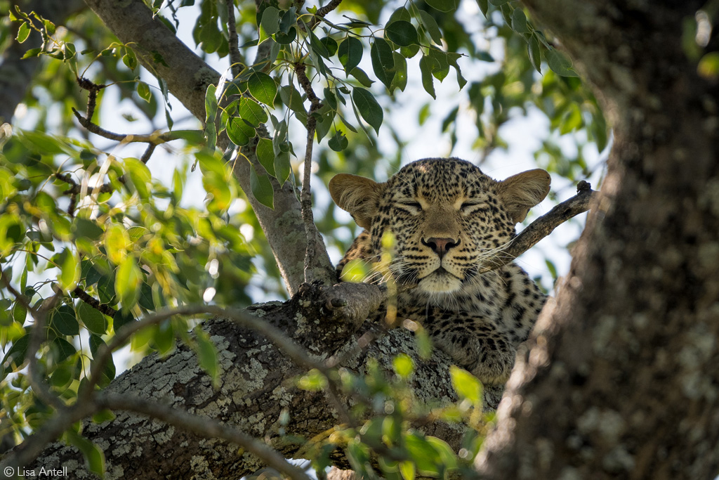 leopard safari