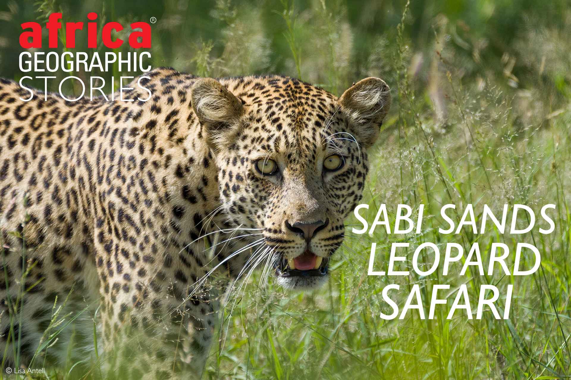 first leopard safari