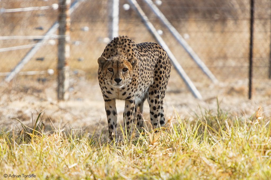 Cheetah translocation to India