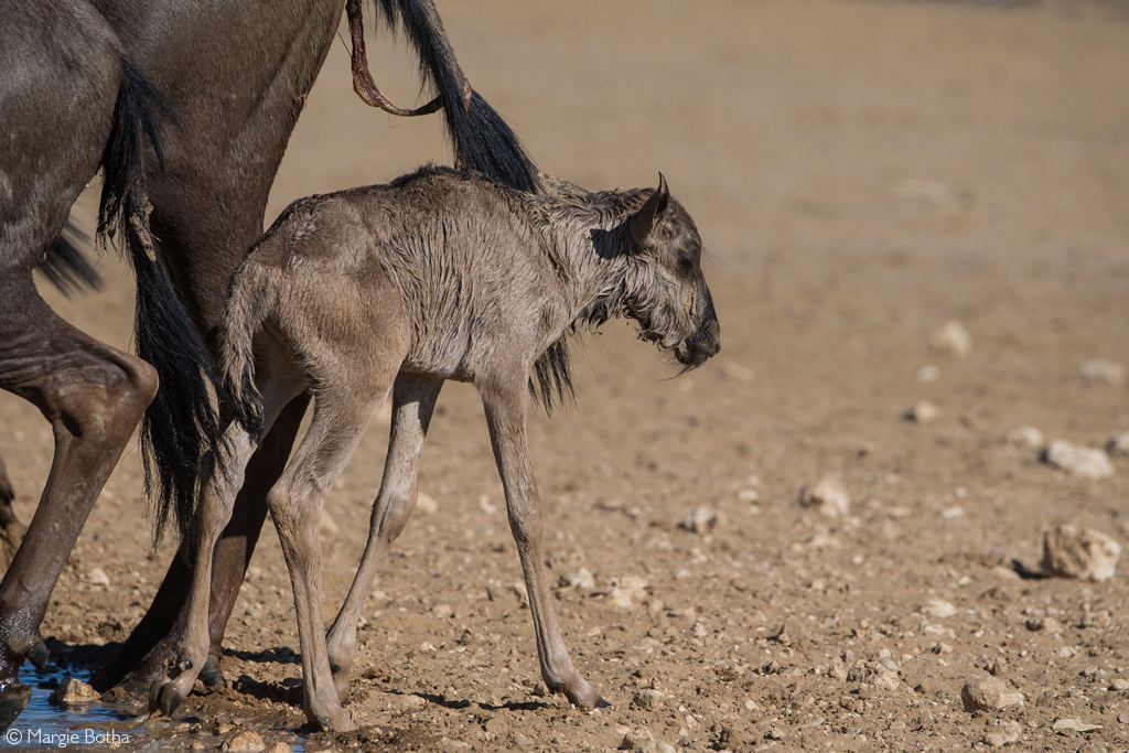 wildebeest