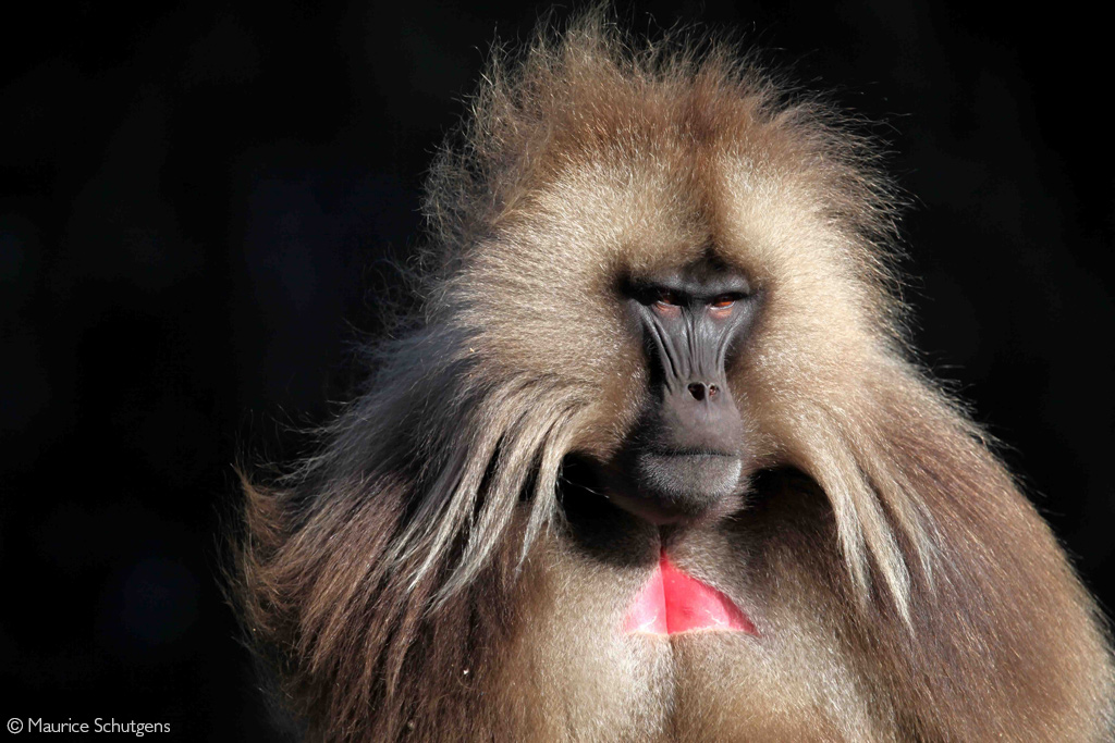 Gelada Baboon Teeth