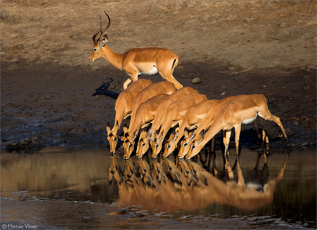 Impala drinking