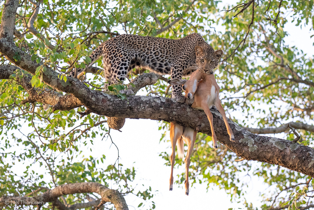 leopard safari