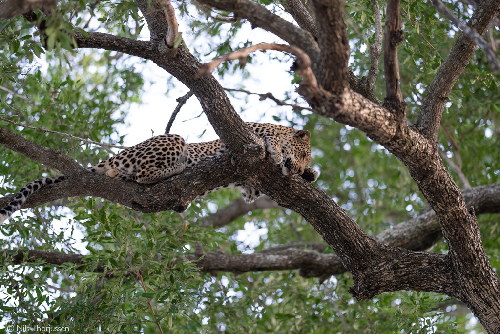 leopard safari