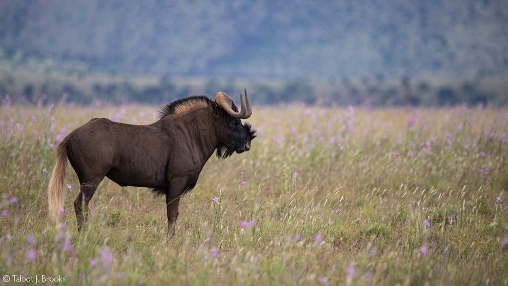 wildebeest