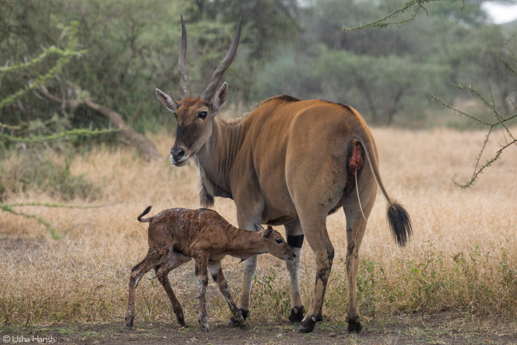 eland antelope nose