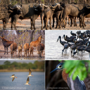 Liwonde National Park - Africa Geographic