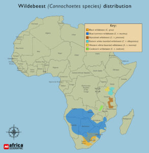 Wildebeest - Africa Geographic