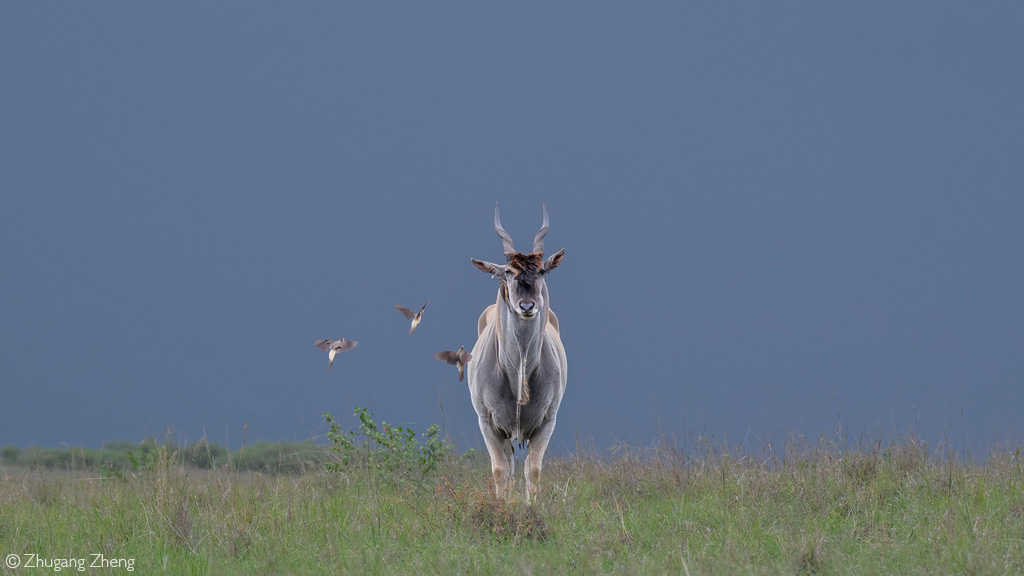 Eland