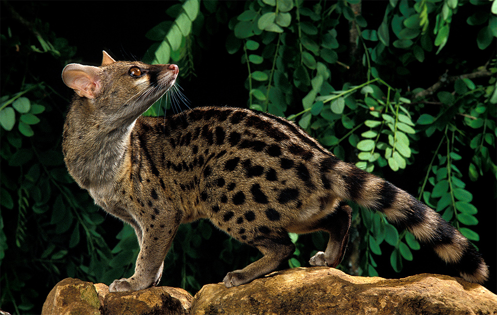 Spotted Genet Pet