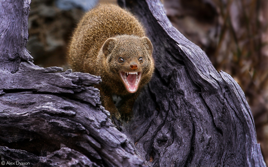 Dwarf mongoose