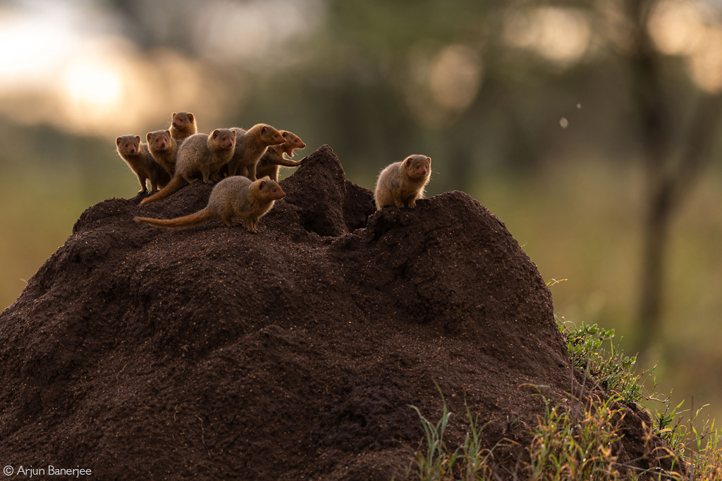 Dwarf mongoose