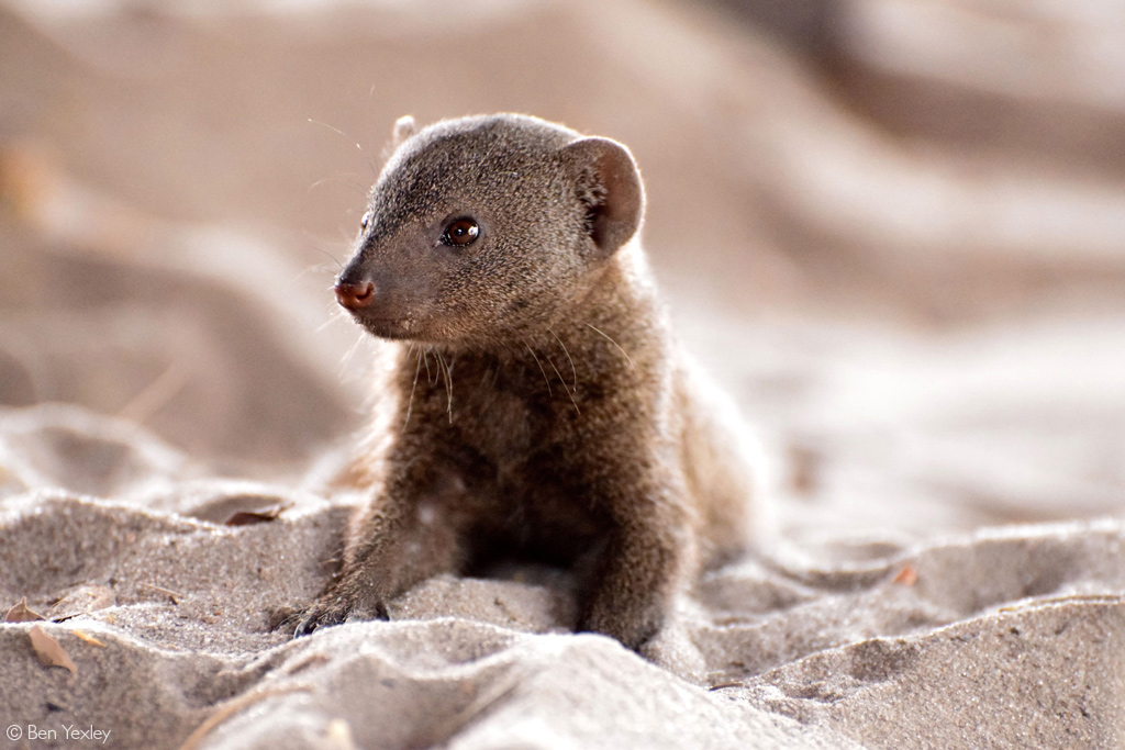 Dwarf mongoose