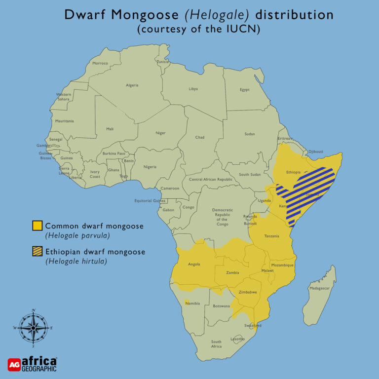 Dwarf mongoose - Africa Geographic