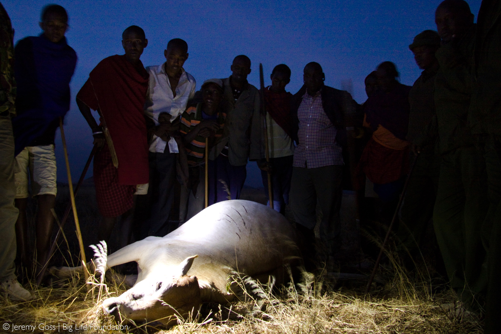 Lions speared to death