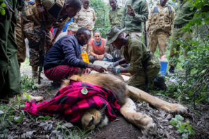 Lions speared to death