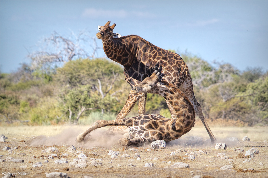 Ol Pejeta Conservancy - Did you know porcupine quills have long