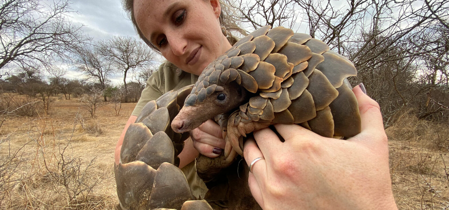 Save A Pangolin Africa Geographic