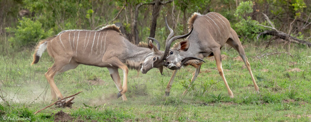 Kudu - Africa Geographic