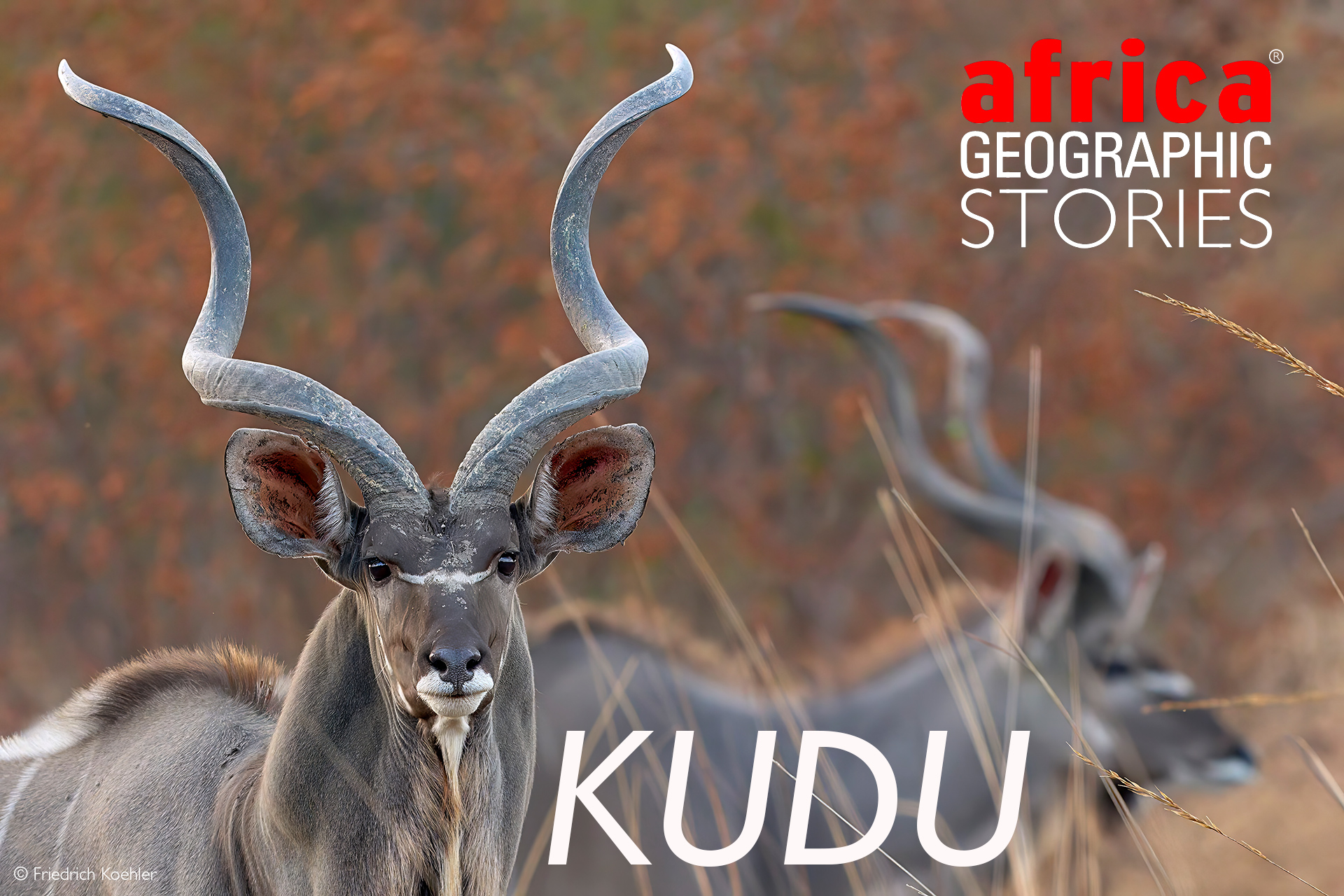 kudu safaris