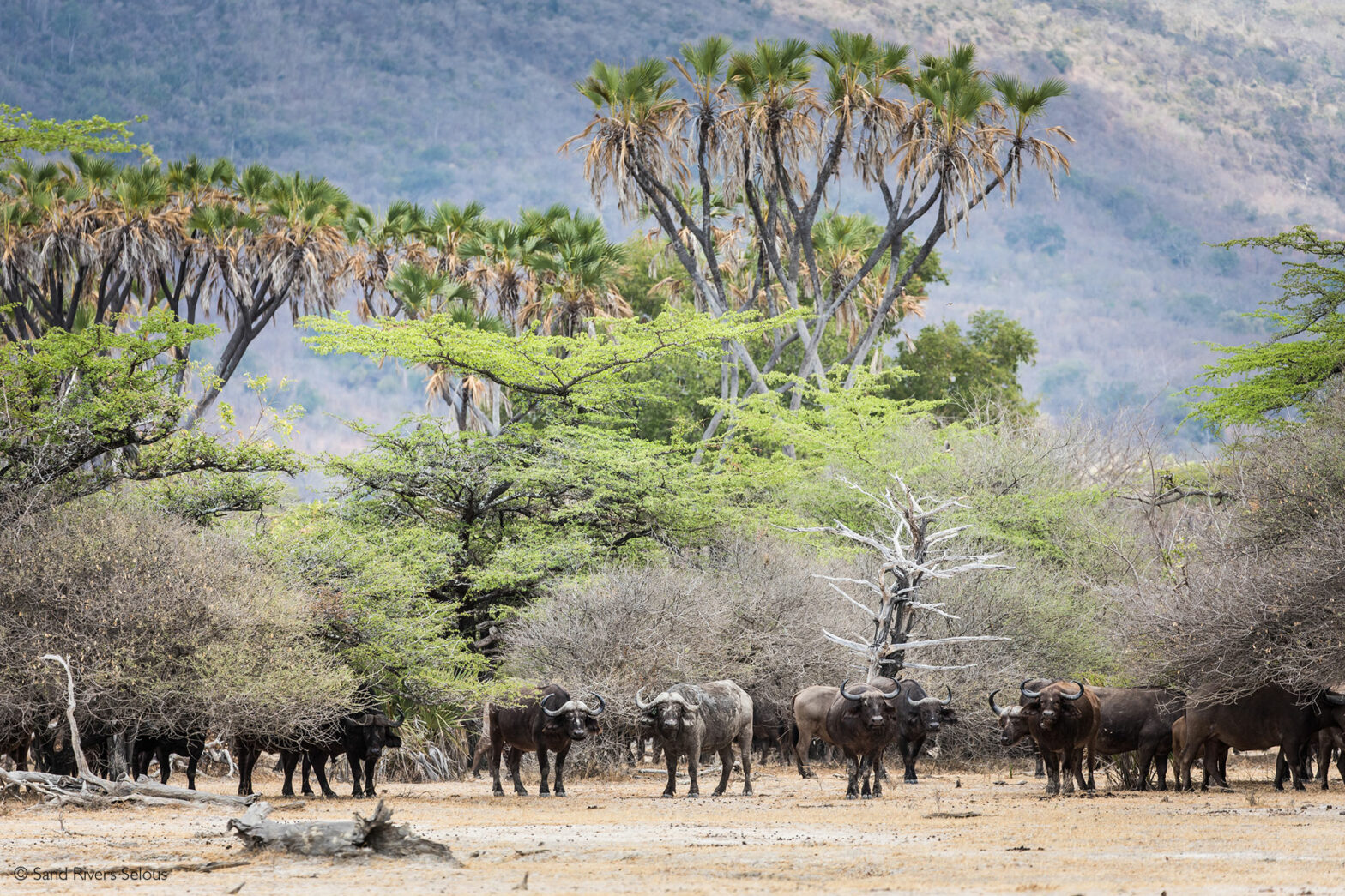 Nyerere National Park Selous Rebranded Africa Geographic nyerere-national-park-selous-rebranded-africa-geographic