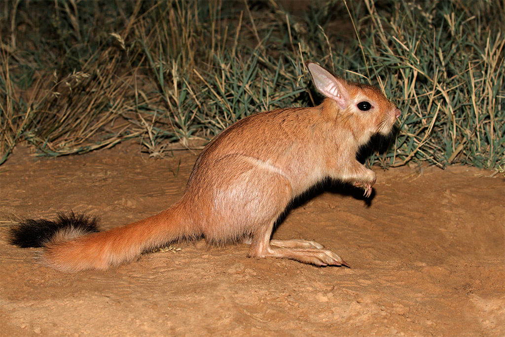 night safari africa