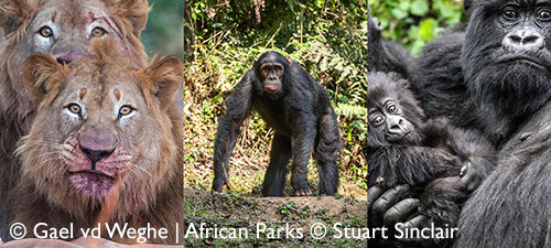 africa unique safaris