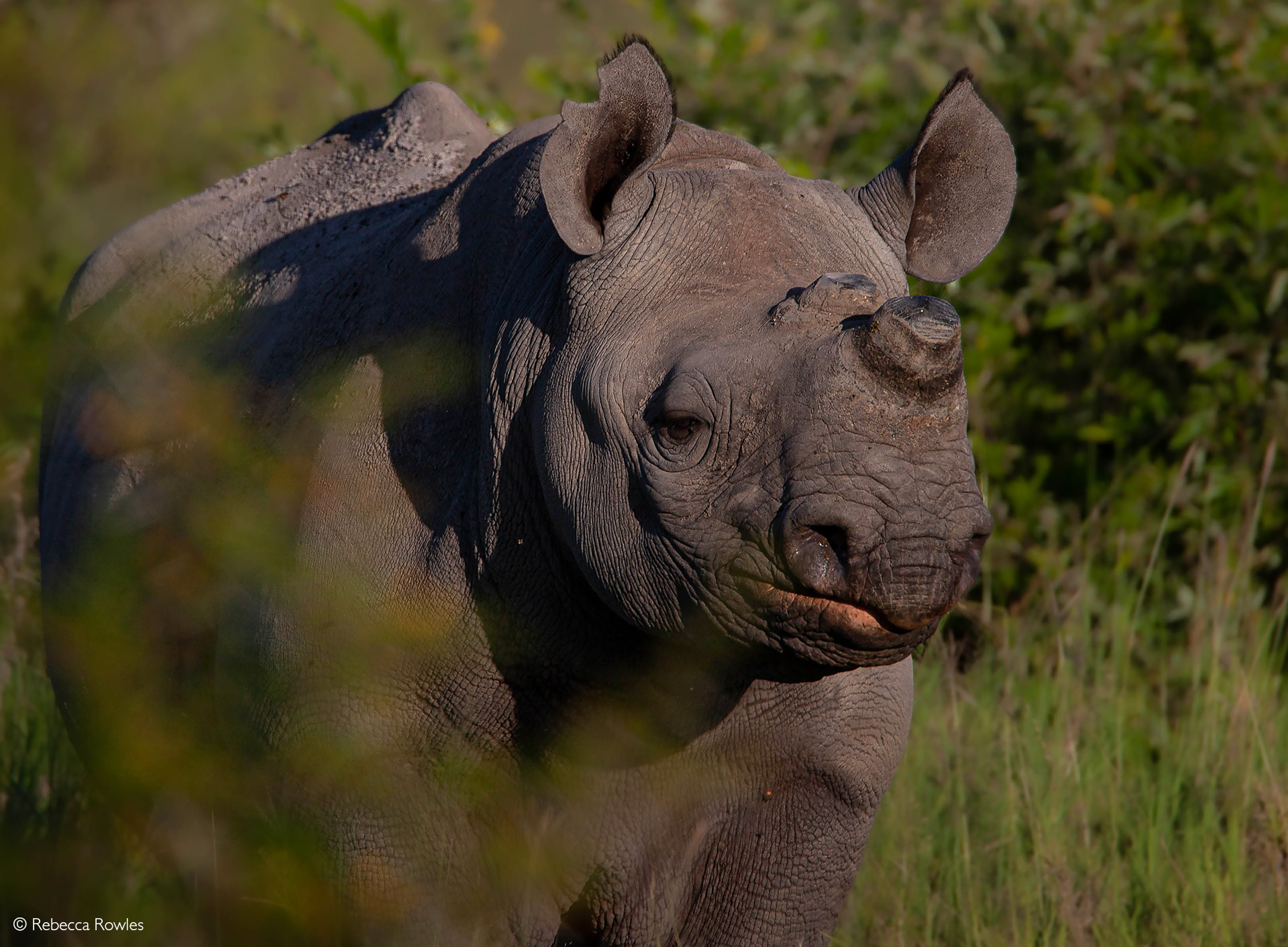 Missing the point new study suggests that dehorning can negatively