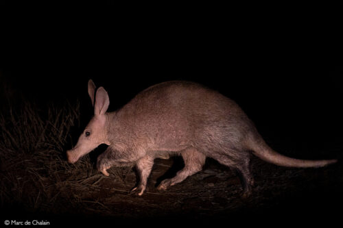 Africa by night - 12 nocturnal animals and where to find them - Africa ...