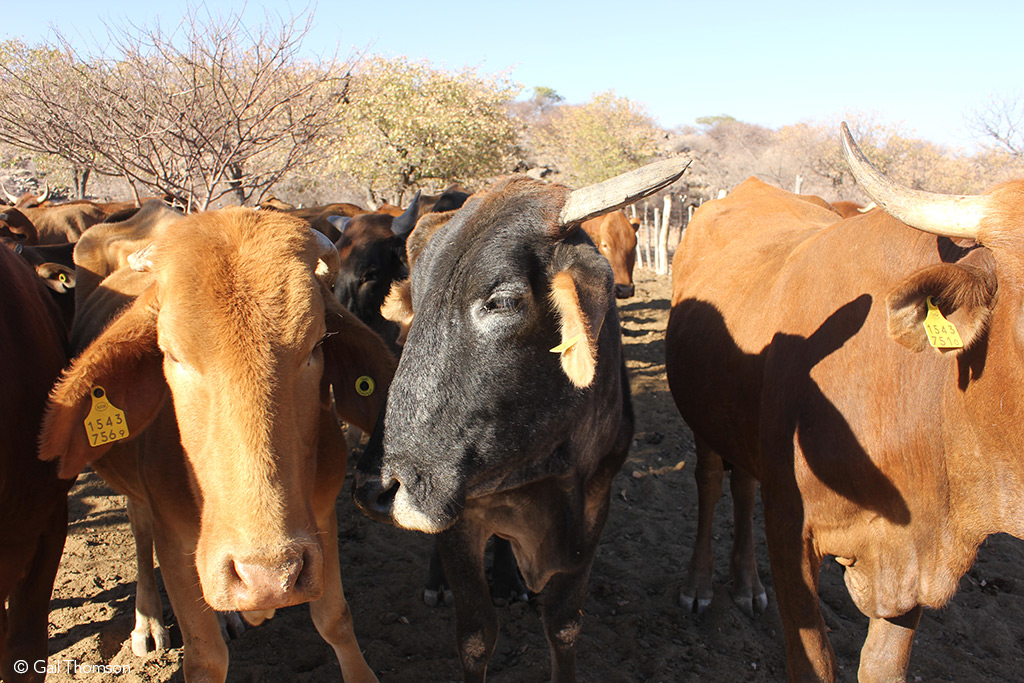 namibia vet safaris