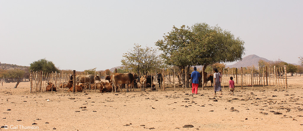 namibia vet safaris