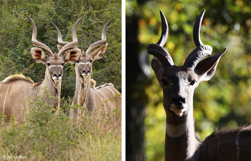 Kudu