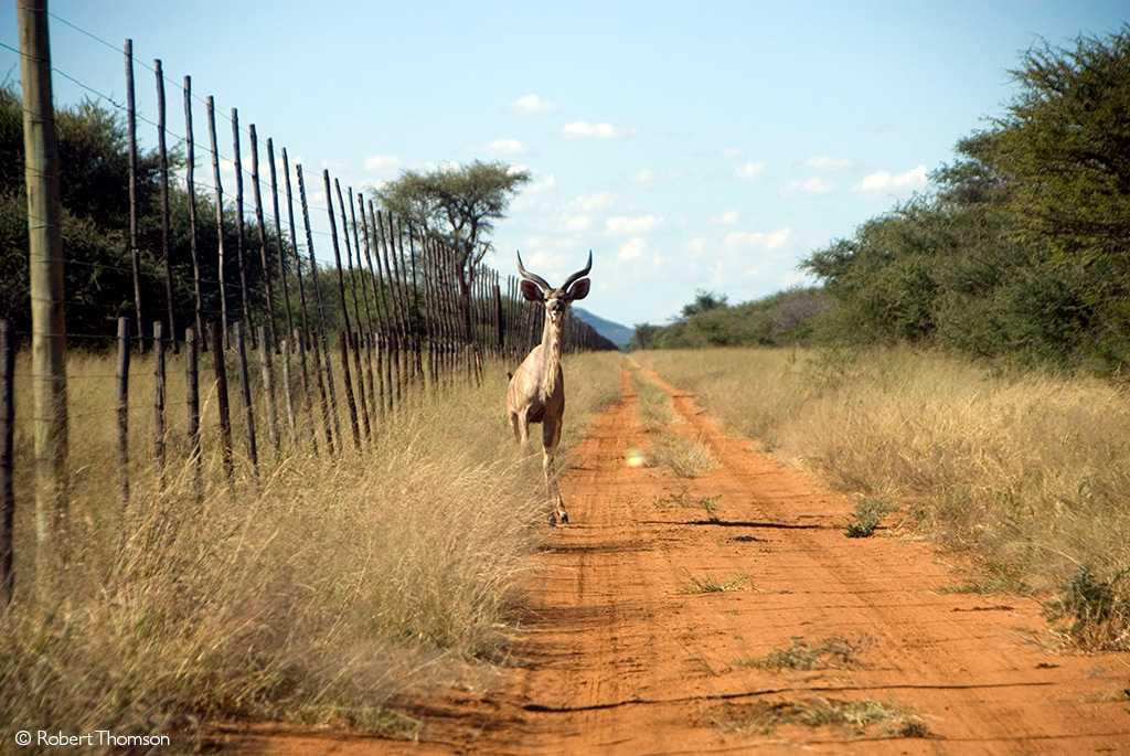 namibia vet safaris