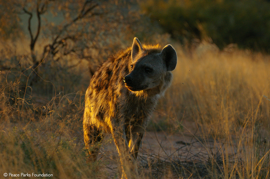 Download wallpaper Hyena, hischniki, animals free desktop wallpaper in the  resolution 2690x1865 — picture №543302