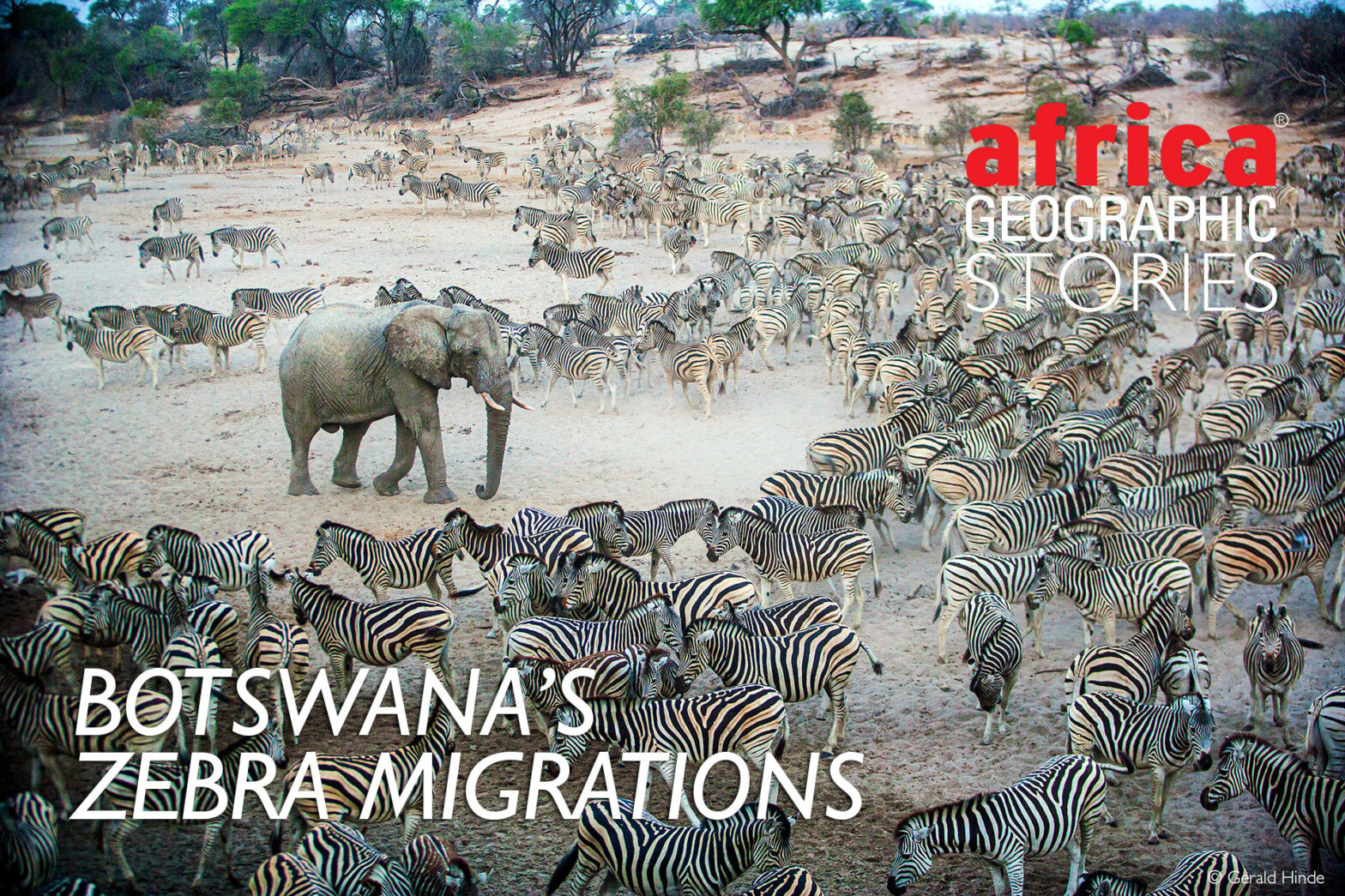 zebra migrations