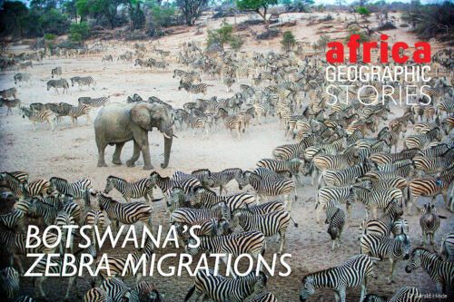 zebra migrations