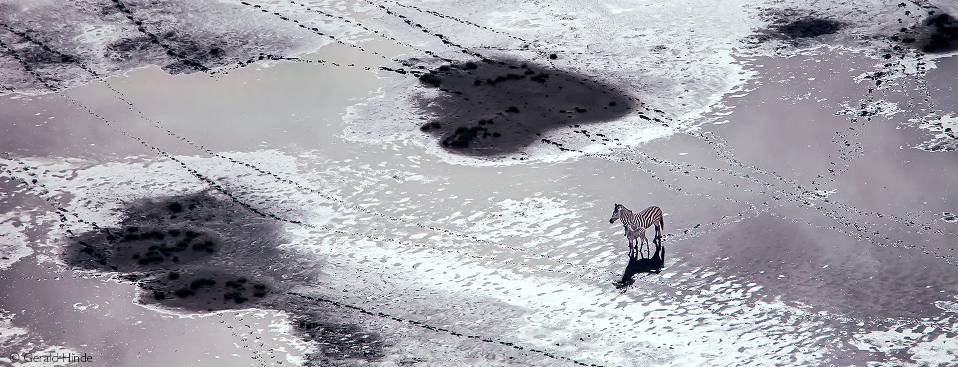 Botswana zebra migration