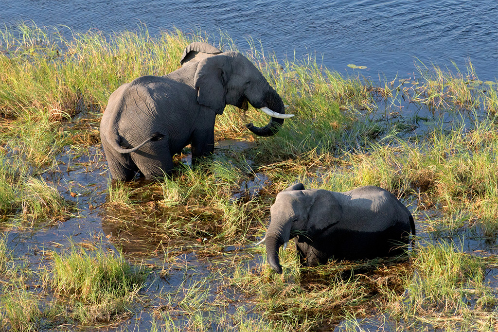 Okavango