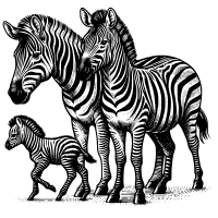 zebras 