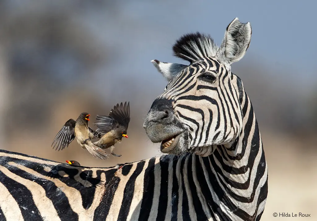 Botswana zebra migration