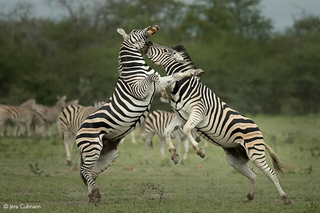 Zebras stand off in Nxai Pan