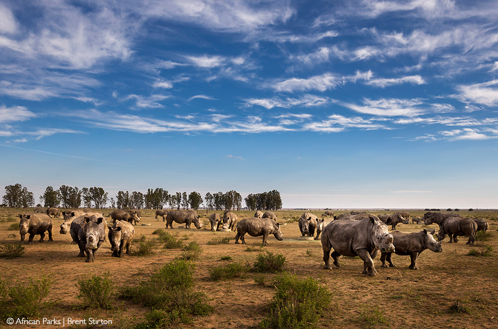 rhinos