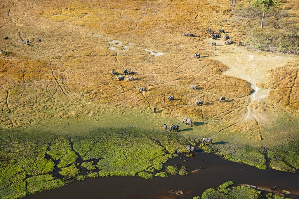 Elephant KAZA - Okavango
