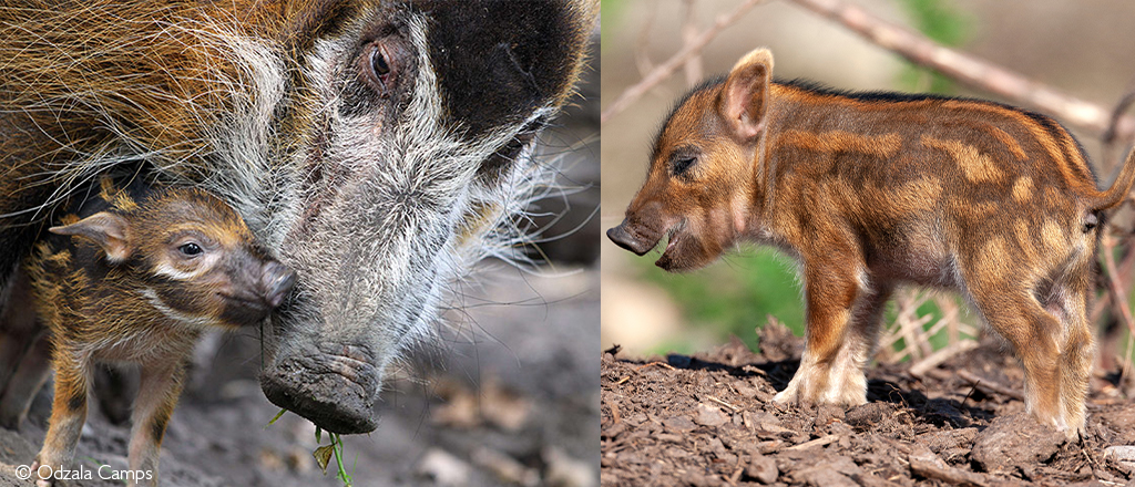 Red river hog