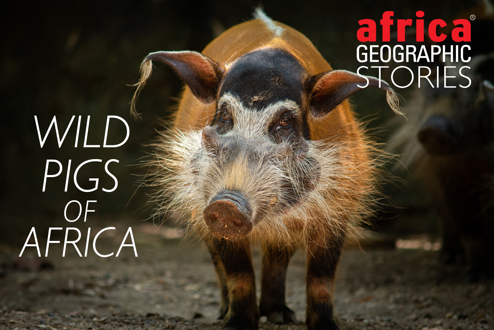 The wild pigs of Africa - Africa Geographic